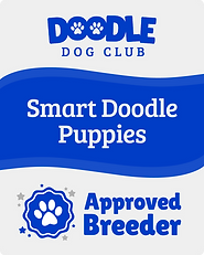 DDC Approved Breeder Goldendoodle Fort Myers Florida Dog Breeder pet dog puppy puppies